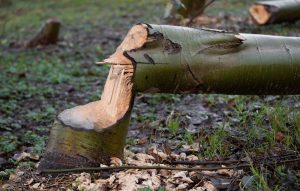A Fallen Tree From Beaver Damage